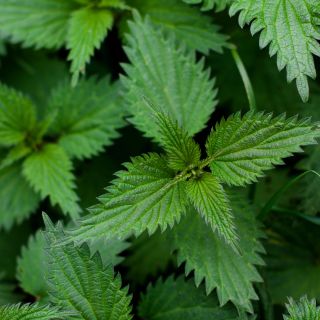 Extrakt der Brennnesselblätter (Urtica dioica)