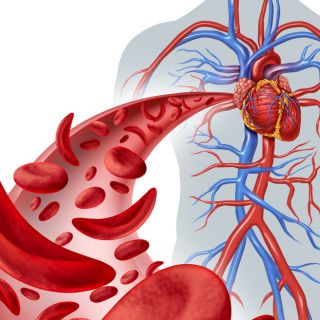  Reguliert den Blutdruck